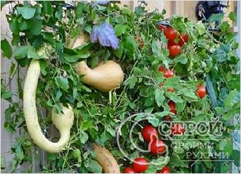 Вертикальный сад с овощными растениями
